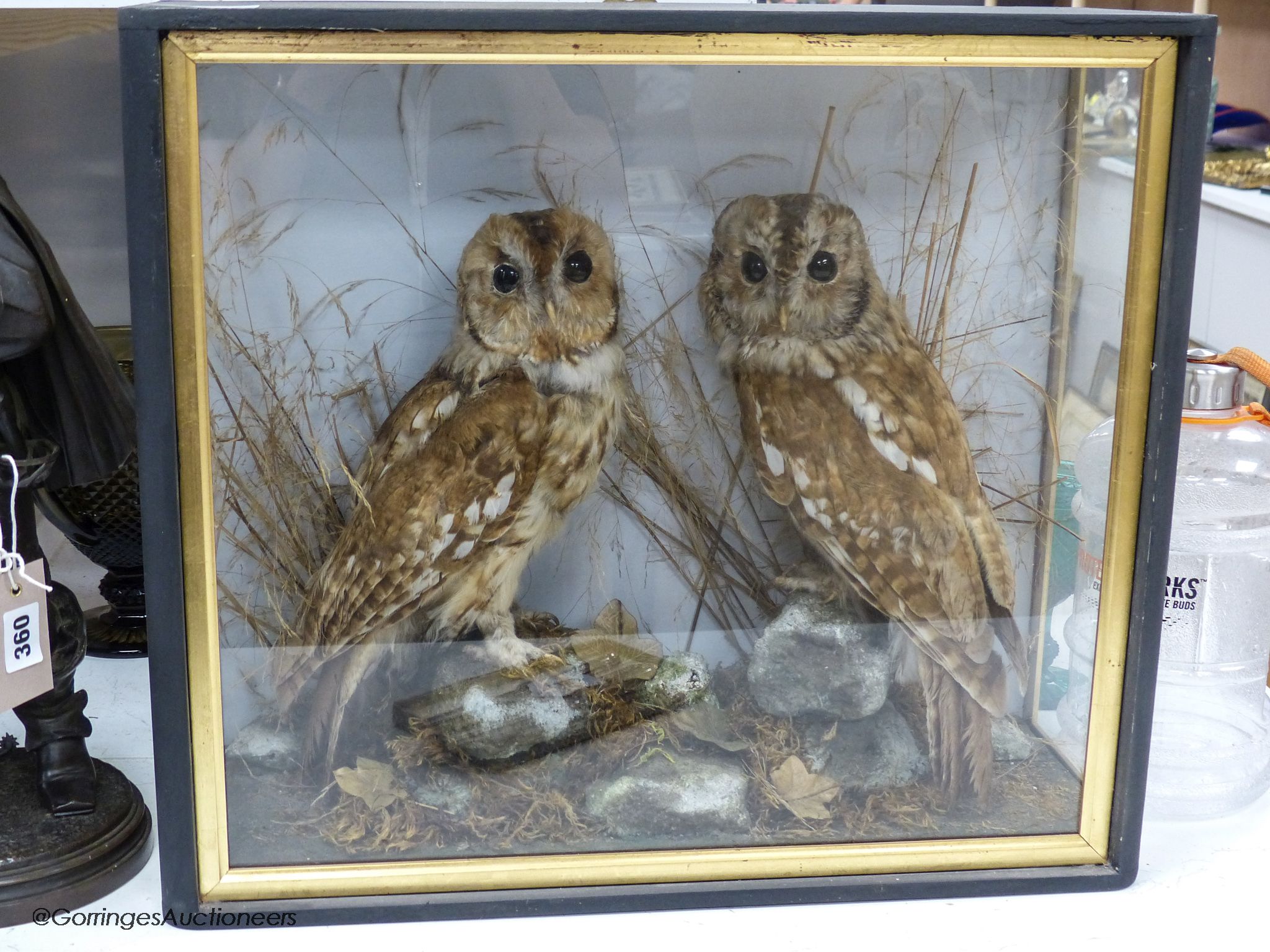 A pair of taxidermic tawny owls in glazed case, 46 x 52cm